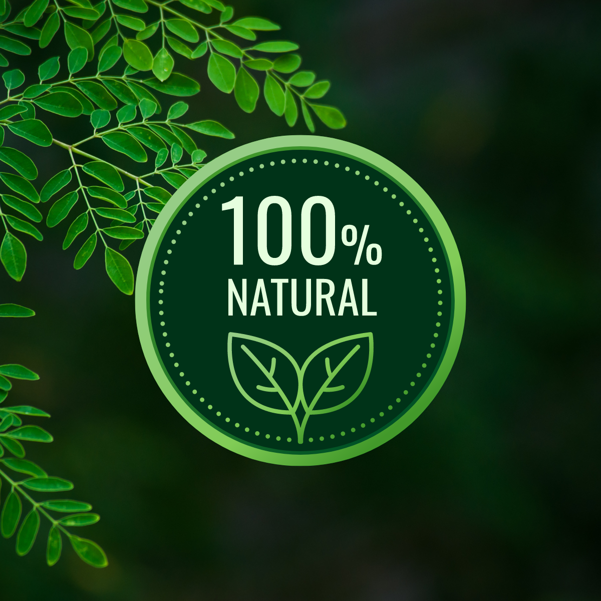 Moringa 100 cápsulas 100% Natural.